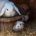 Na Samotě - U Tesařů *